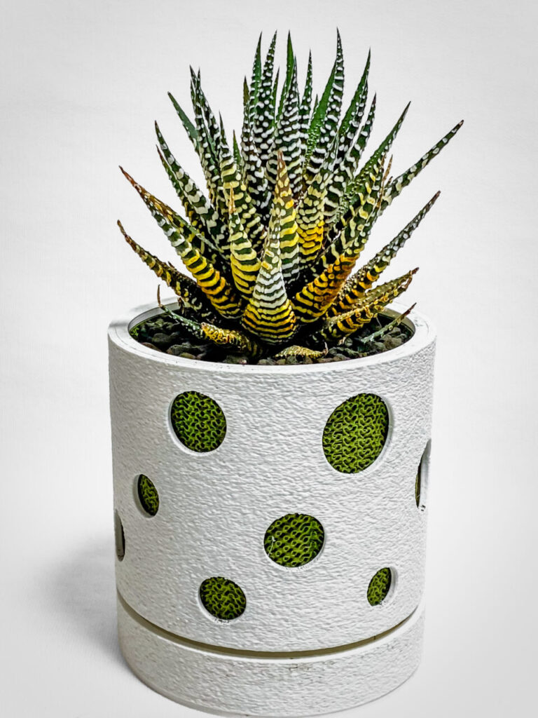 ハオルチオプシス・十二の巻