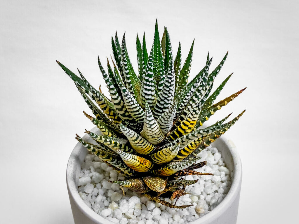 ハオルチオプシス・十二の巻