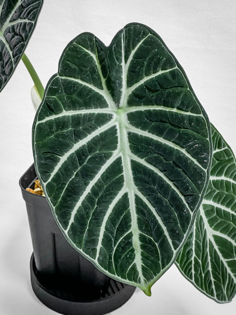 アロカシア・レギヌラ’ニンジャ’