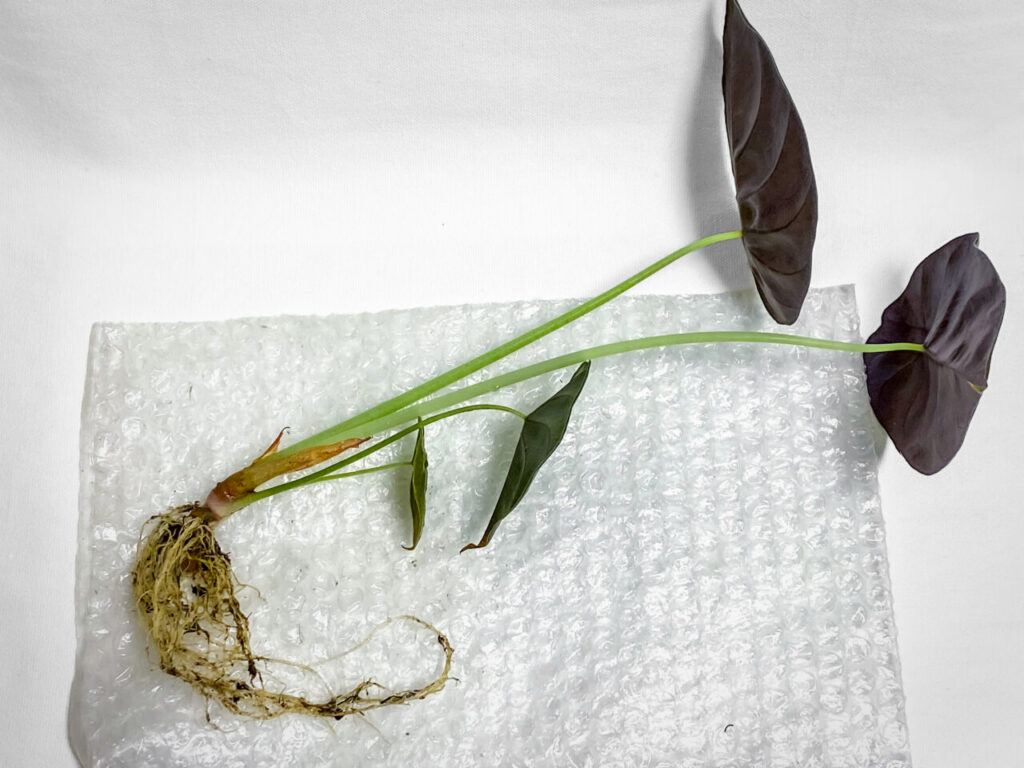 アロカシア・クプレア’ブラック’