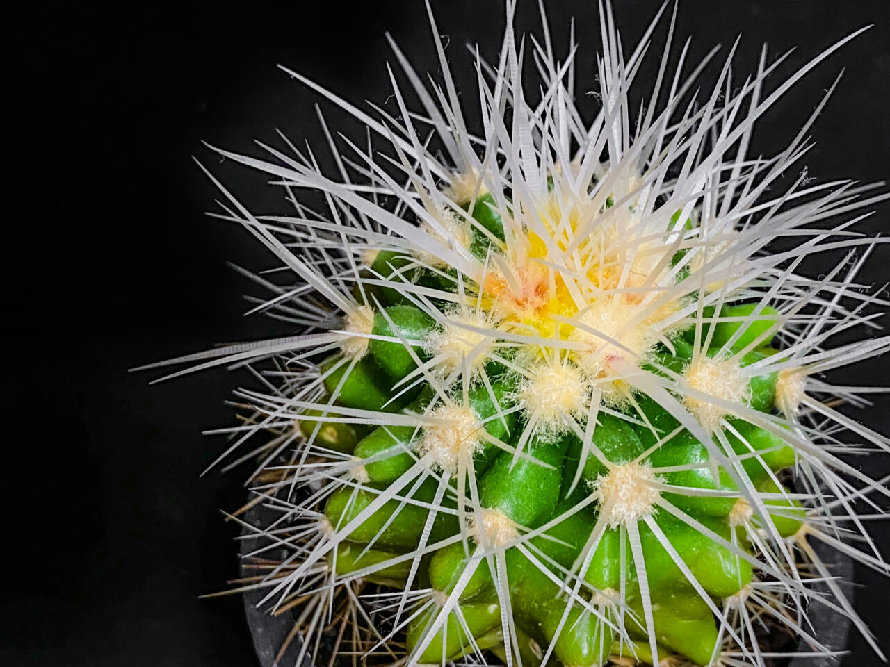 クロエンレイニア・白棘金鯱