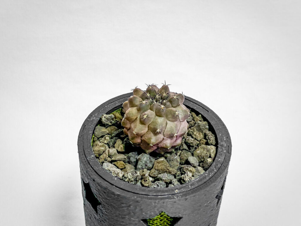 黒王丸錦×黒王丸錦からの実生