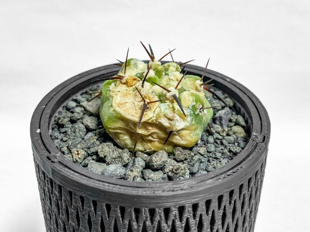 コピアポア・黒王丸