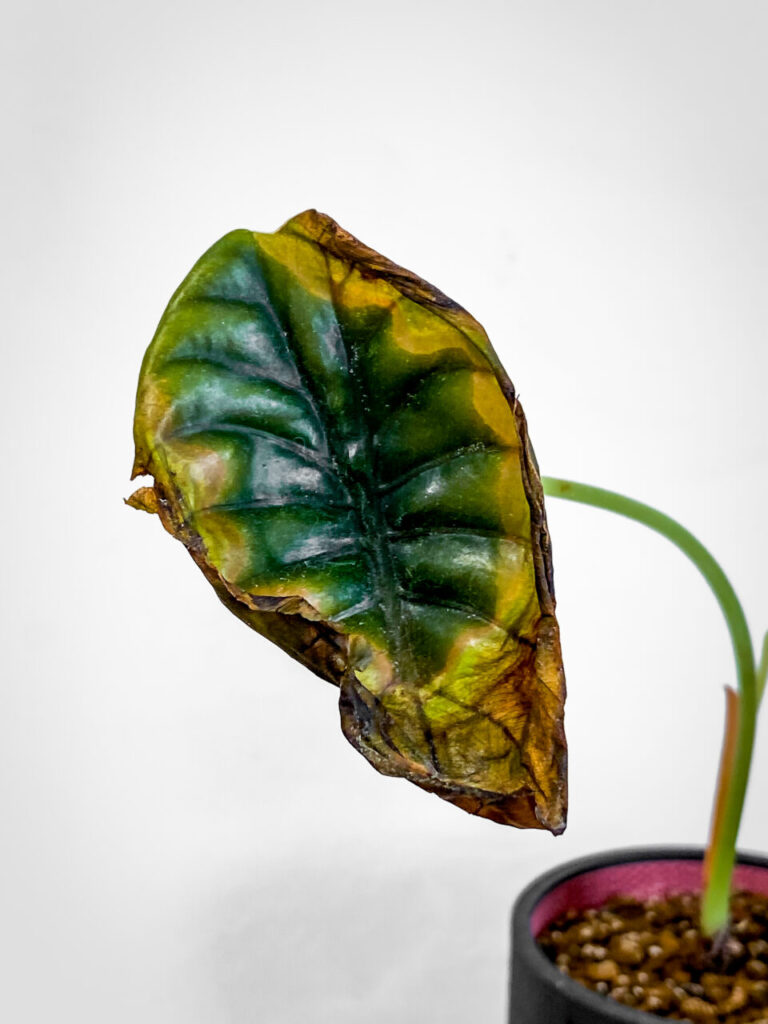 アロカシア・クプレア’ブラック’