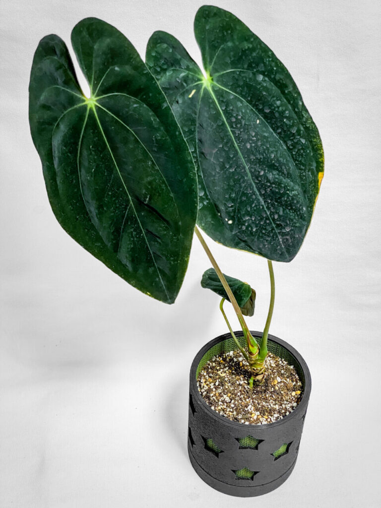 アンスリウム・パピリラミナム