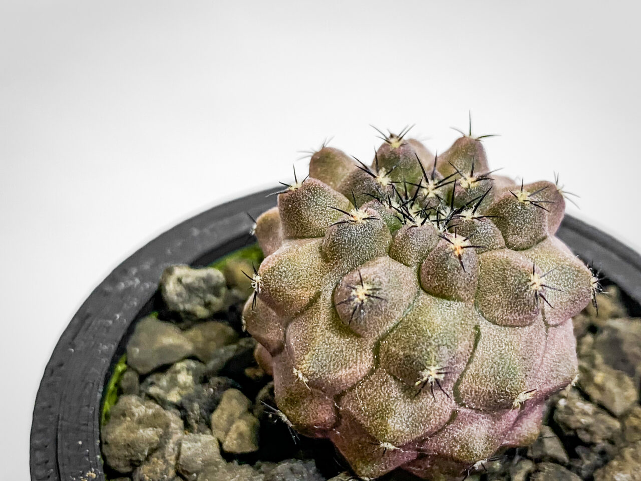 黒王丸錦×黒王丸錦からの実生