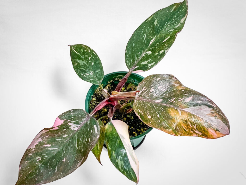 フィロデンドロン・エルベスケンス’ピンクプリンセス’