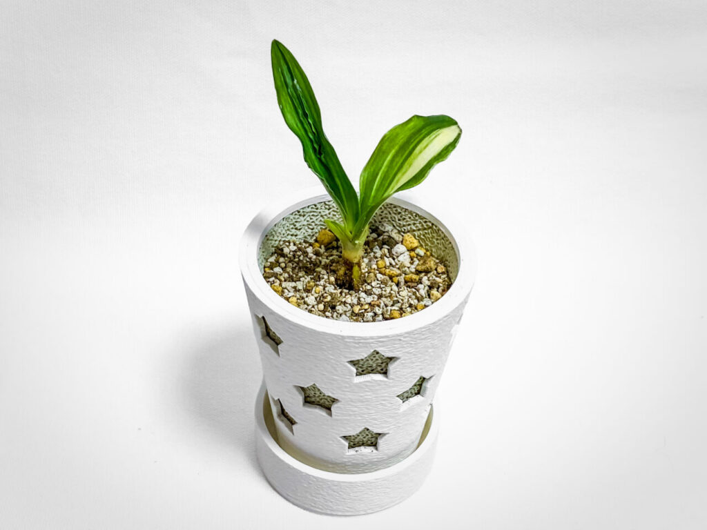 万年青実生株その2