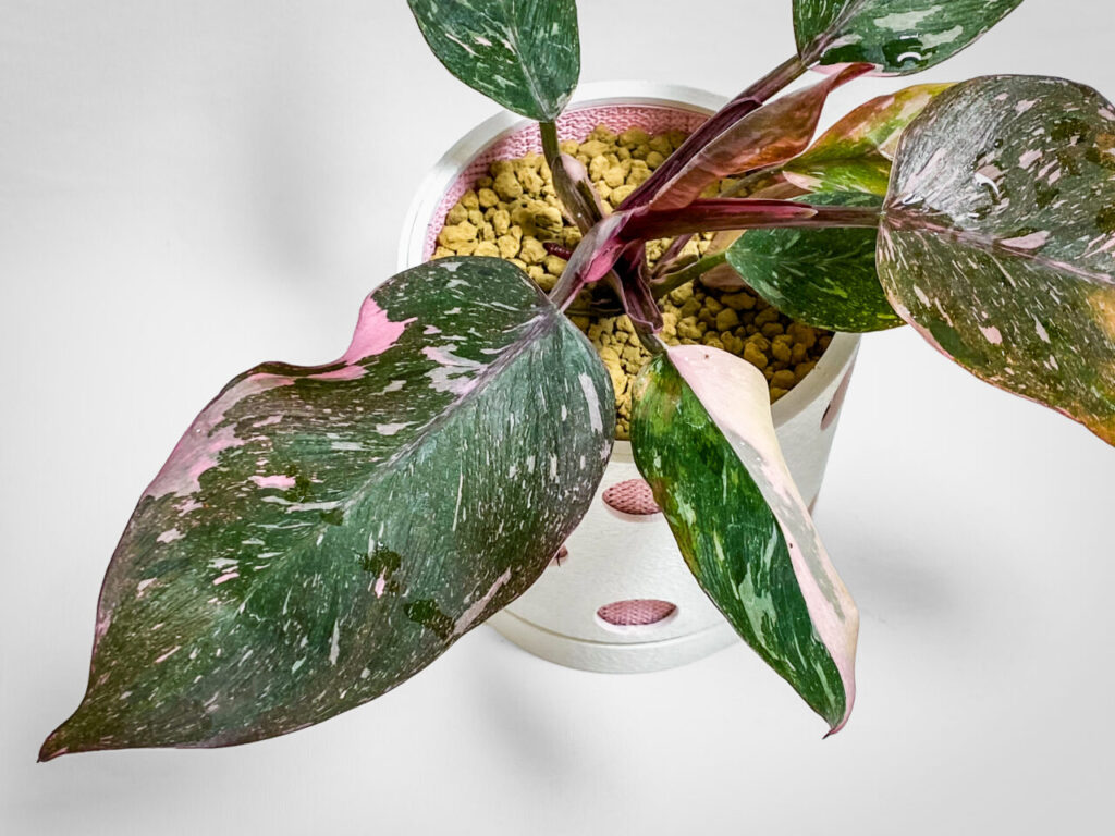 フィロデンドロン・エルベスケンス’ピンクプリンセスギャラクシー’