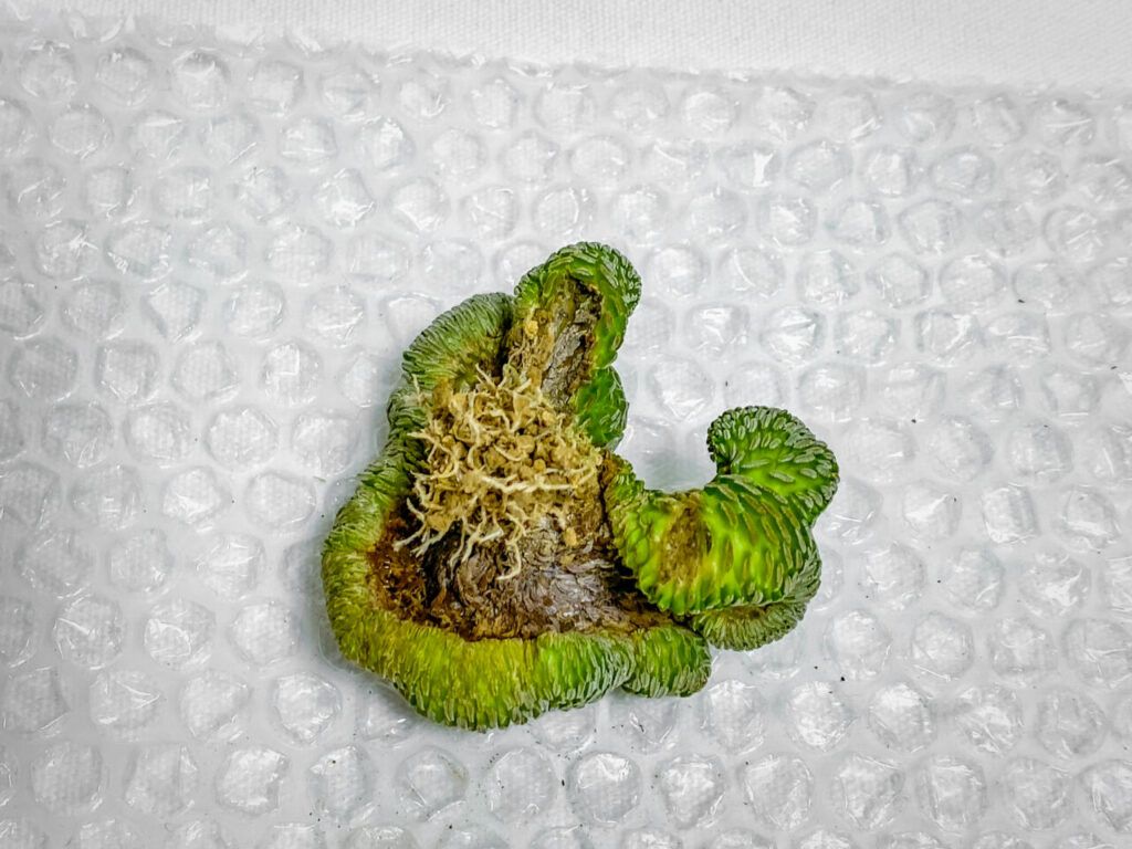 ペレキフォラ・精巧丸綴化