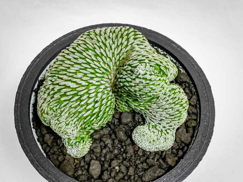 ペレキフォラ・精巧丸綴化