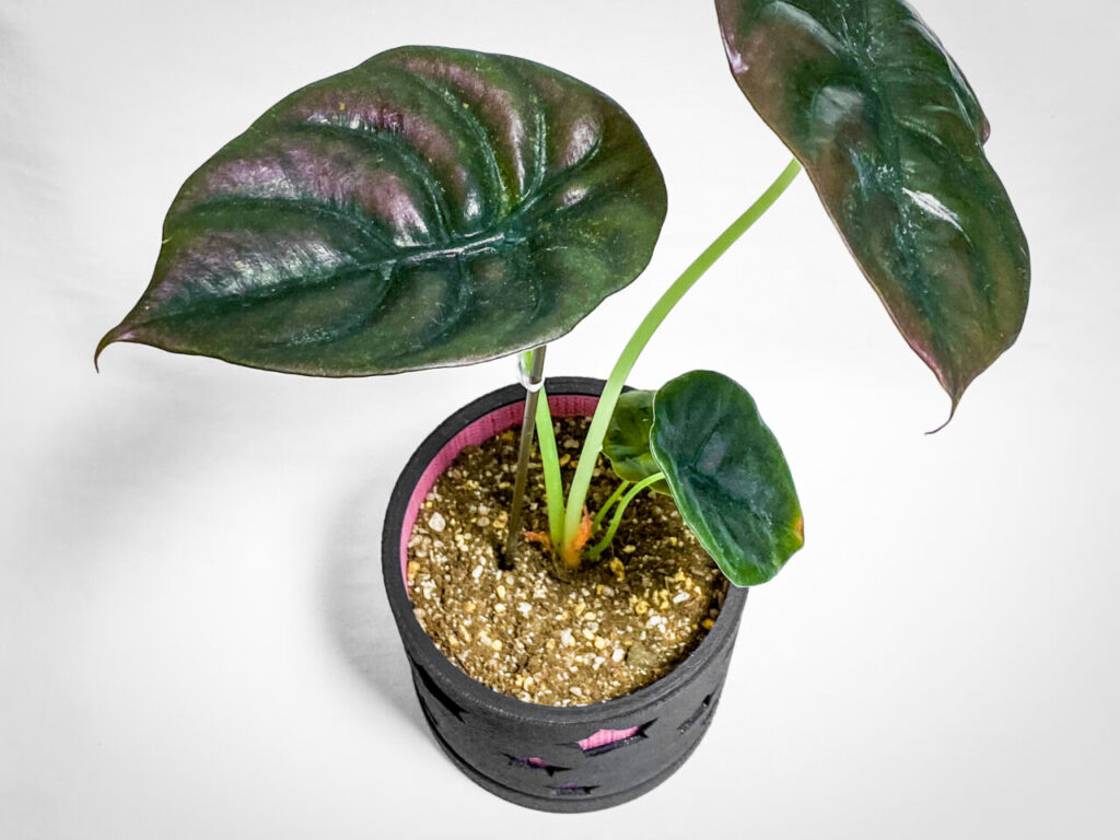 アロカシア・クプレア’ブラック’