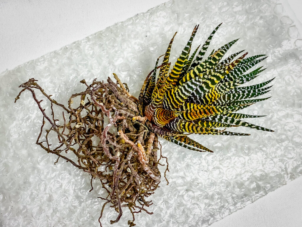 ハオルチオプシス・十二の巻