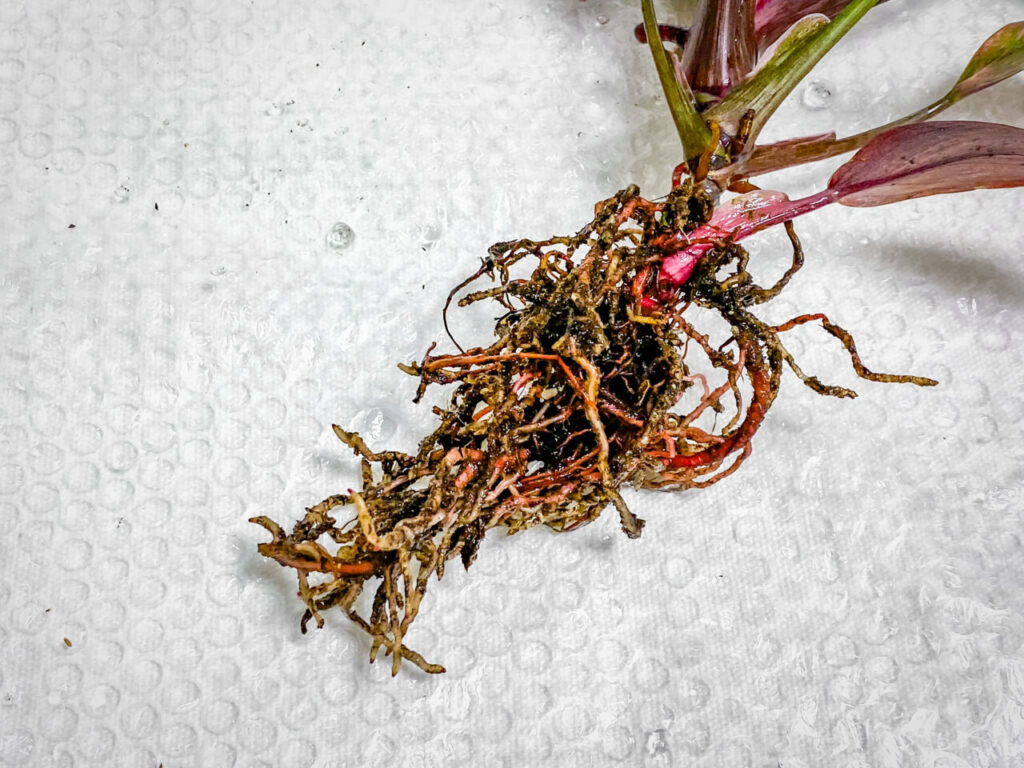 フィロデンドロン・エルベスケンス’ピンクプリンセスギャラクシー’