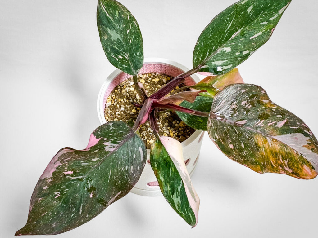 フィロデンドロン・エルベスケンス’ピンクプリンセスギャラクシー’