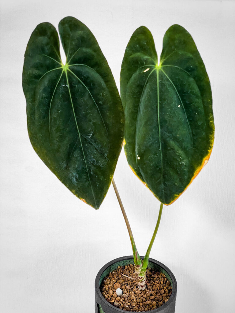 アンスリウム・パピリラミナム