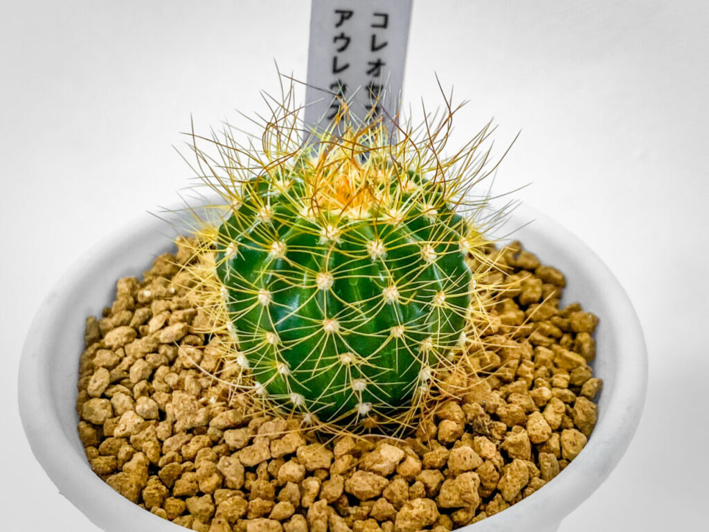 第2回熊谷多肉フェス購入品：コレオセファロケレウス・アウレウス