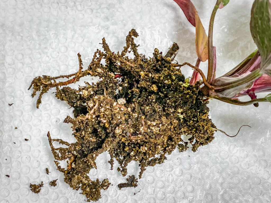 フィロデンドロン・エルベスケンス’ピンクプリンセスギャラクシー’