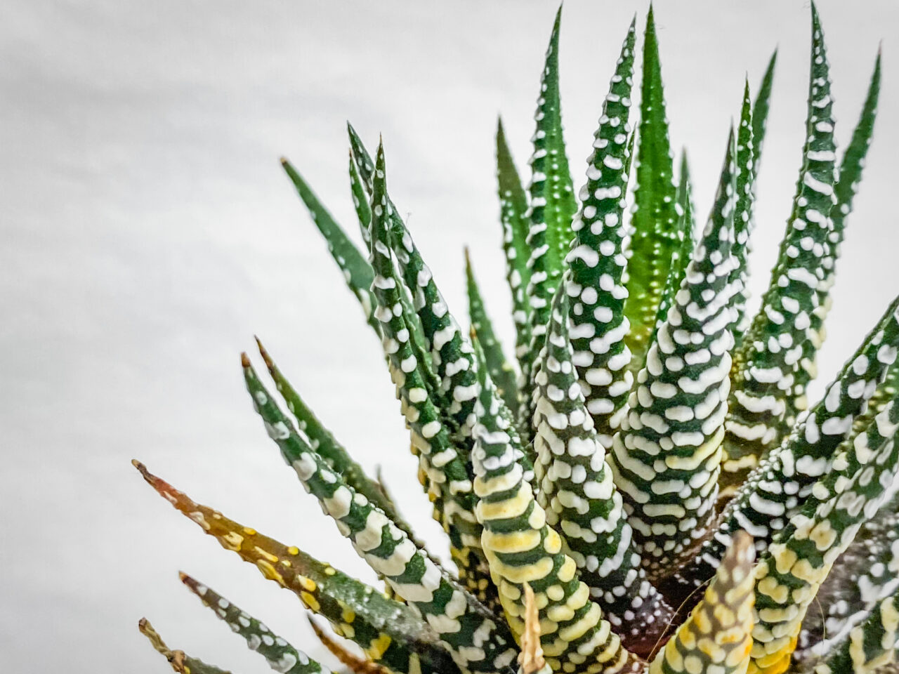 ハオルチオプシス・十二の巻