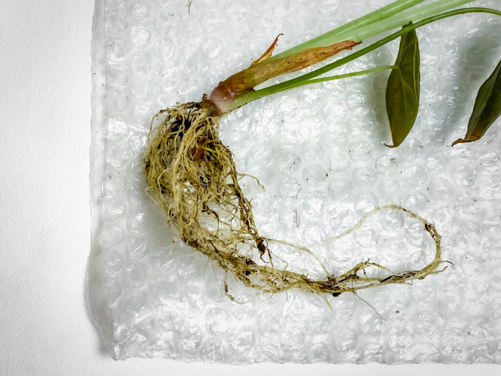 アロカシア・クプレア’ブラック’