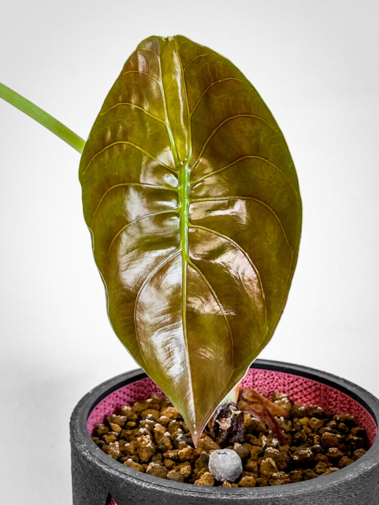 アロカシア・クプレア’ブラック’