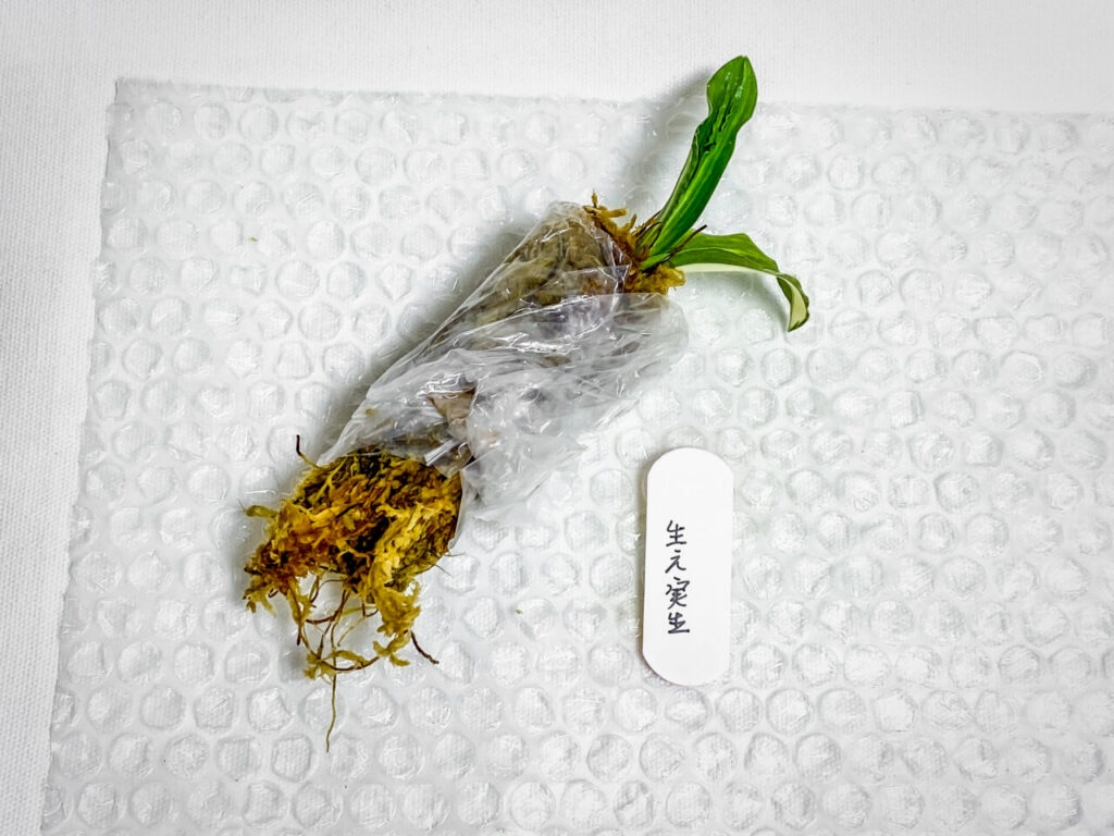 万年青実生株その2