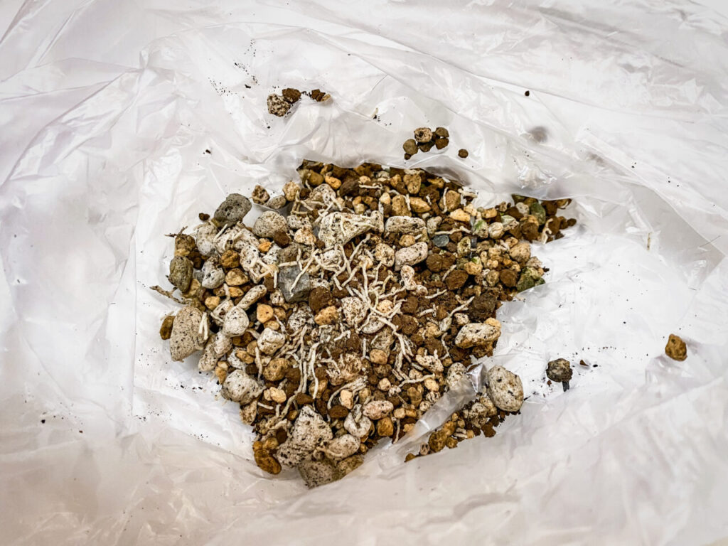 パキポディウム・エニグマチカム