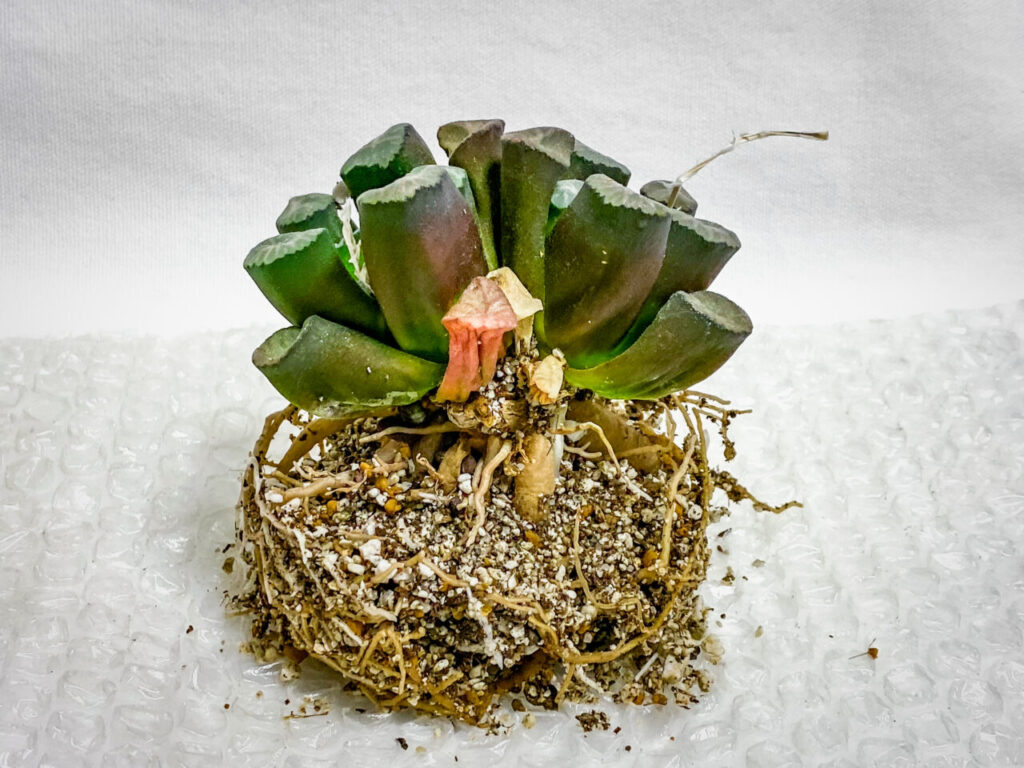 ハオルチア・万象