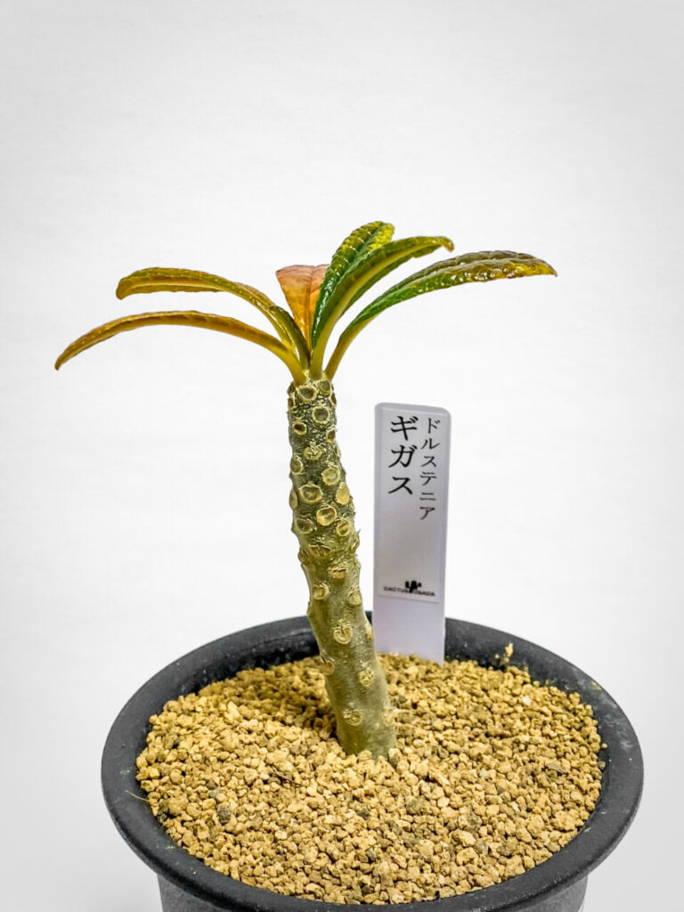 あしかがフラワーパーク購入品：ドルステニア・ギガス