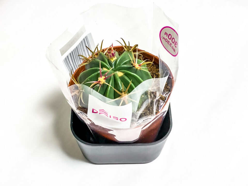 フェロカクタス・ヒノデマル