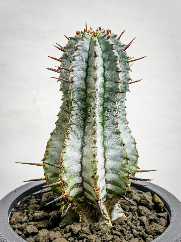 ユーフォルビア・ゼブラホリダ