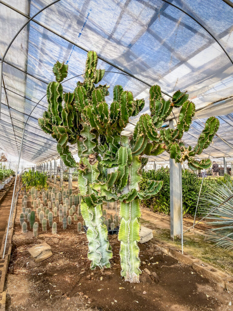 サボテン団地24時間耐久一般公開Special