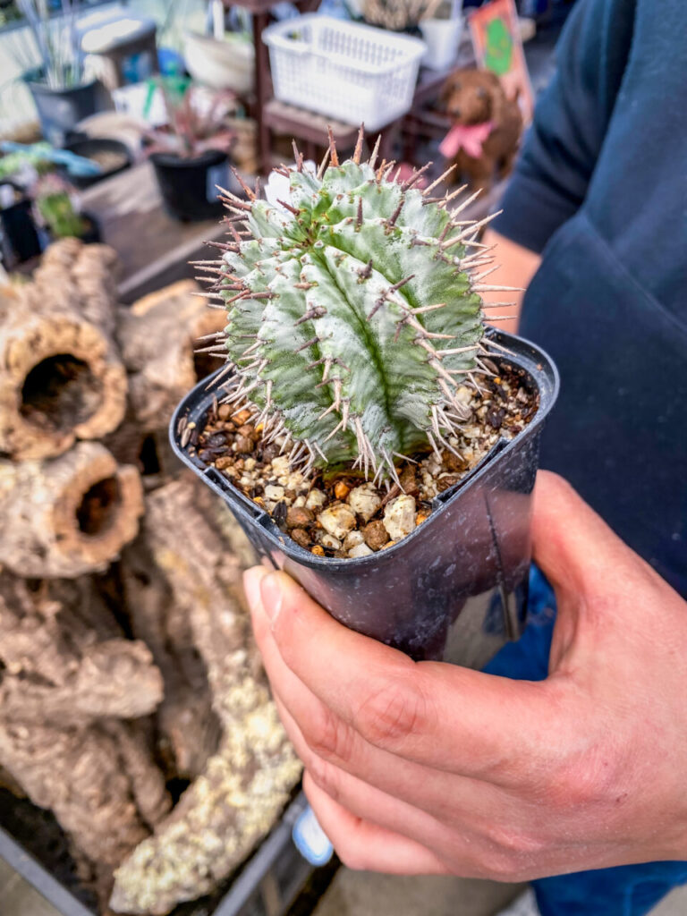 農花ビニールハウス:ユーフォルビア・ホリダ