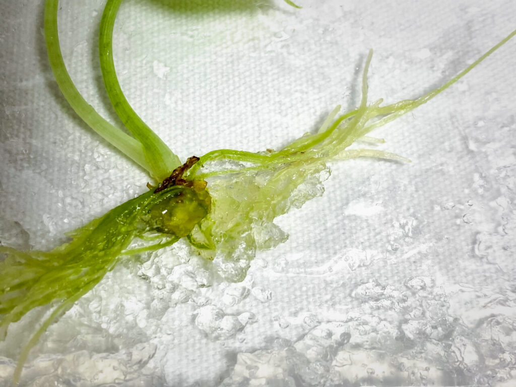 オキボタMarch購入品：アロカシア・ドラゴンスケール・ミントバリエガータ