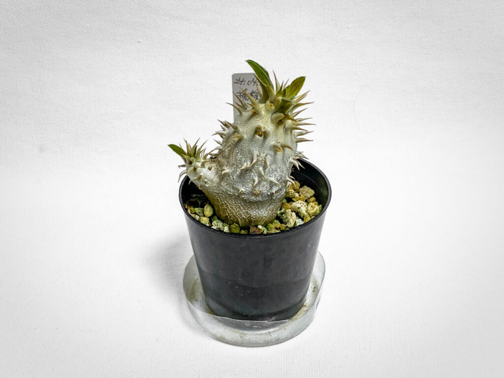 パキポディウム・エニグマチカム