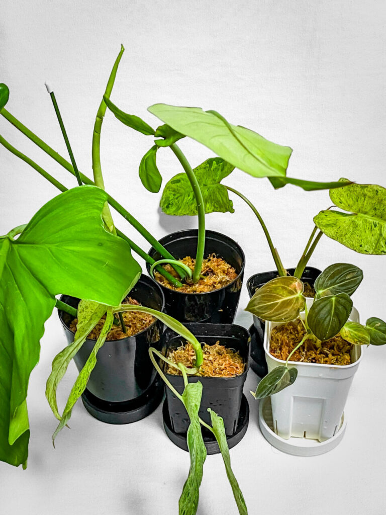 オキボタMarch購入品：フィロデンドロンMIX