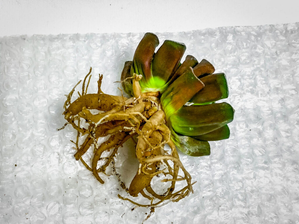 ハオルチア・万象