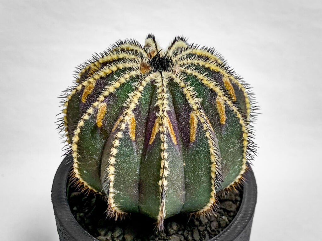 ユーベルマニア・ペクチニフェラ