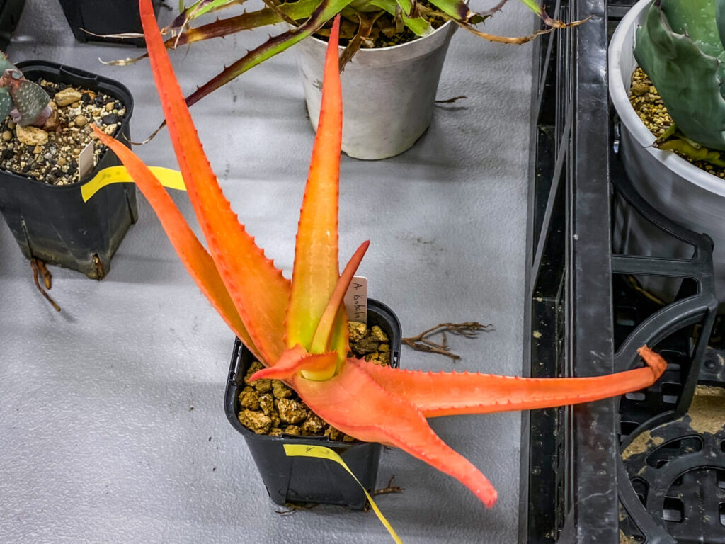 オキボタMarch：アロエ・バンバレニー