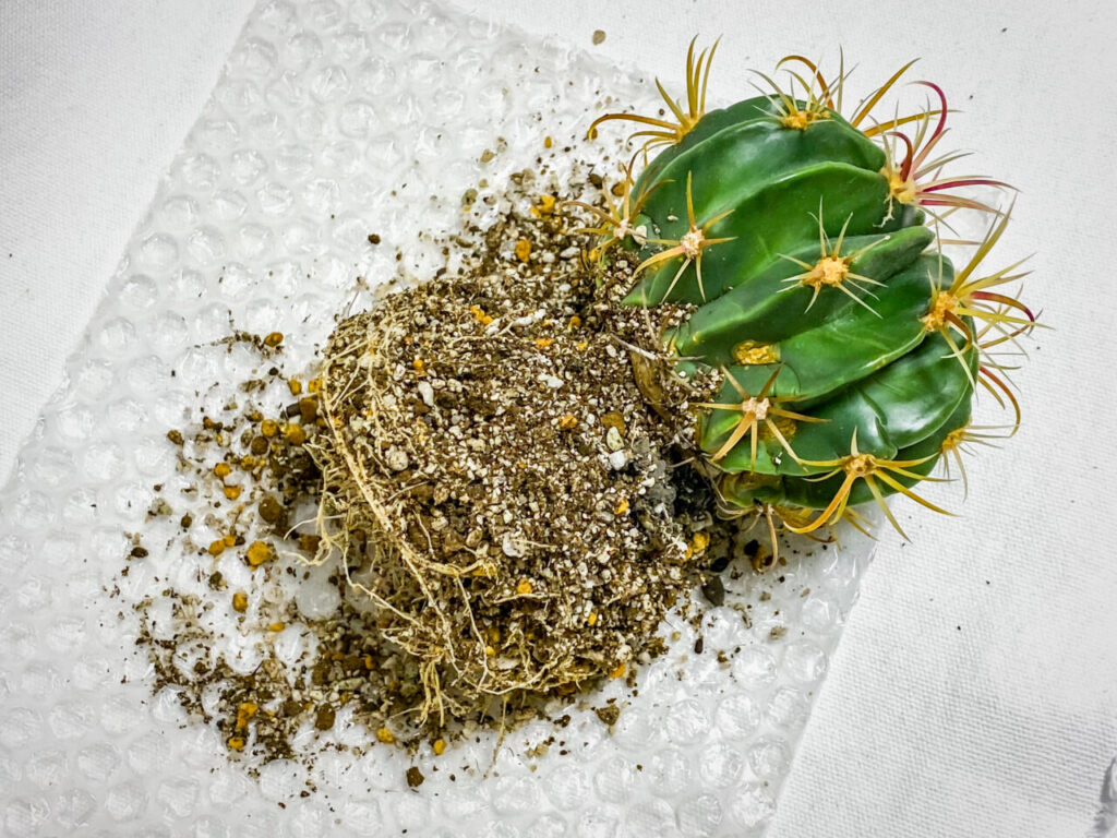 フェロカクタス・ヒノデマル