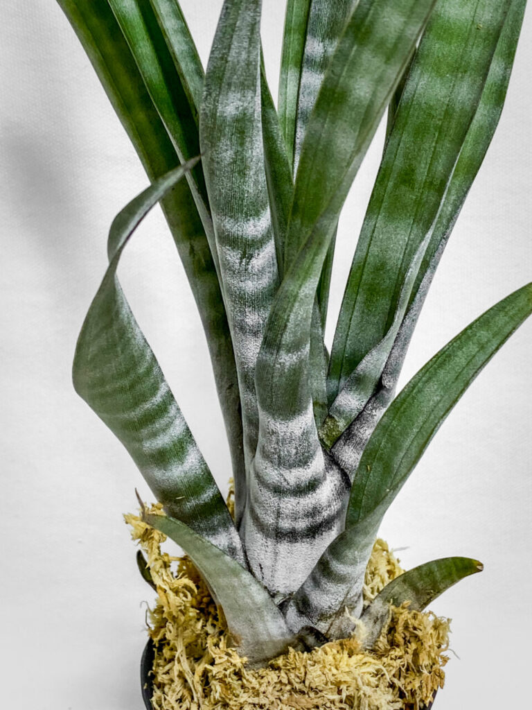 オキボタMarch購入品：チランジア・ヒルダエ