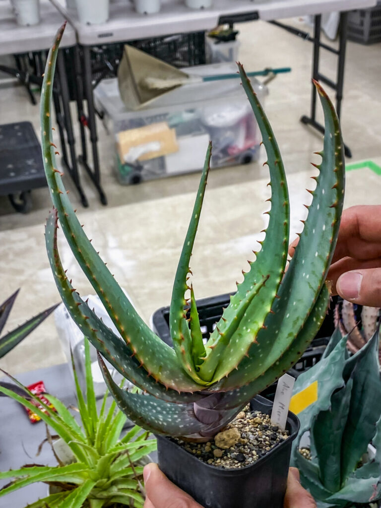 オキボタMarch：アロエ・ミクロスティグマ