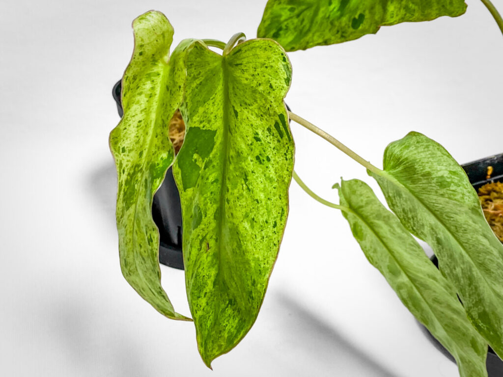 オキボタMarch購入品：フィロデンドロンMIX