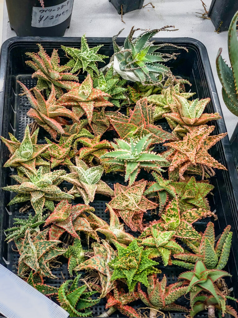 オキボタMarch：アロエハイブリッド