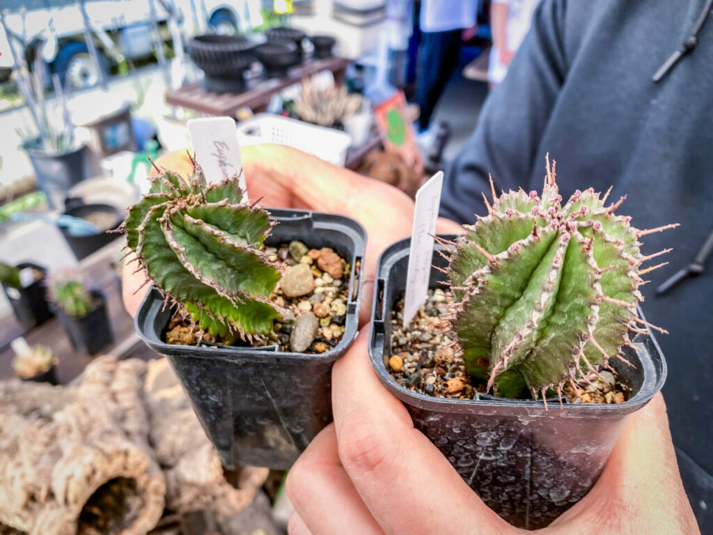 農花ビニールハウス:ユーフォルビア・ポリゴナ