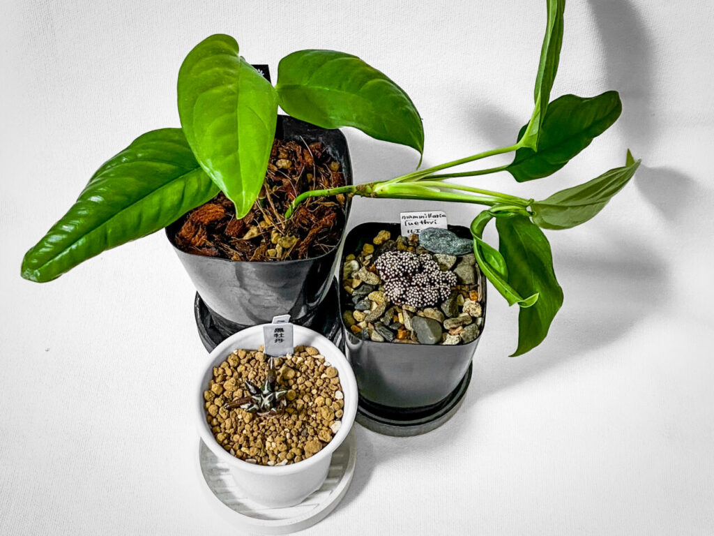 ビザールファームスプリングフェス購入品