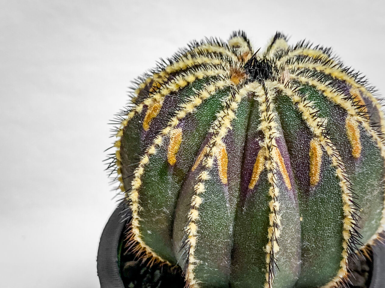 ユーベルマニア・ペクチニフェラ