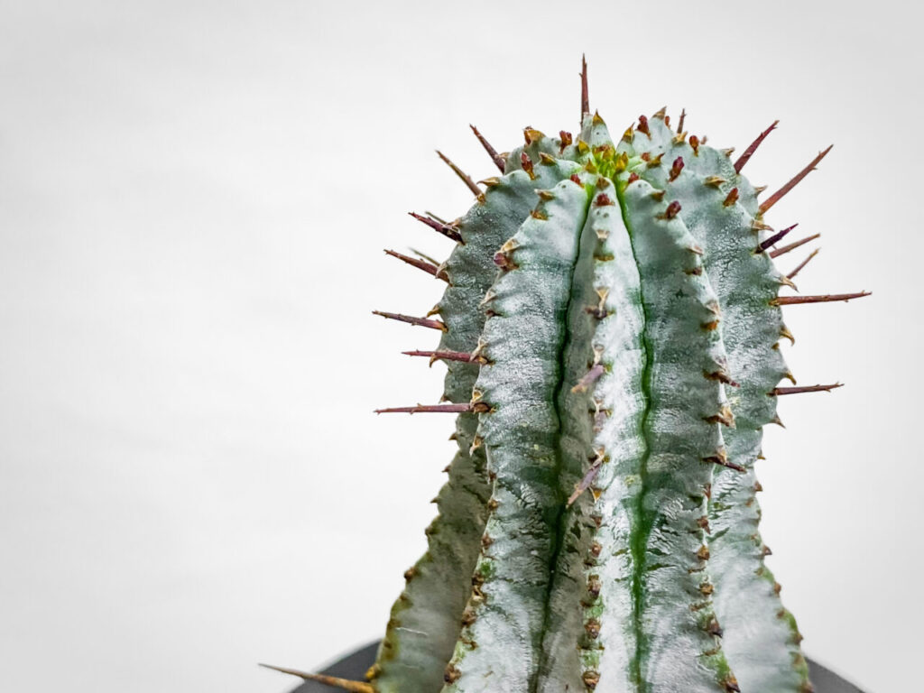 ユーフォルビア・ゼブラホリダ