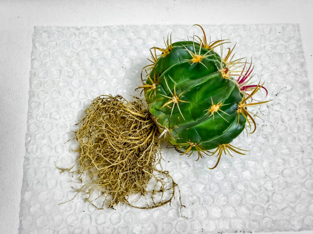 フェロカクタス・ヒノデマル