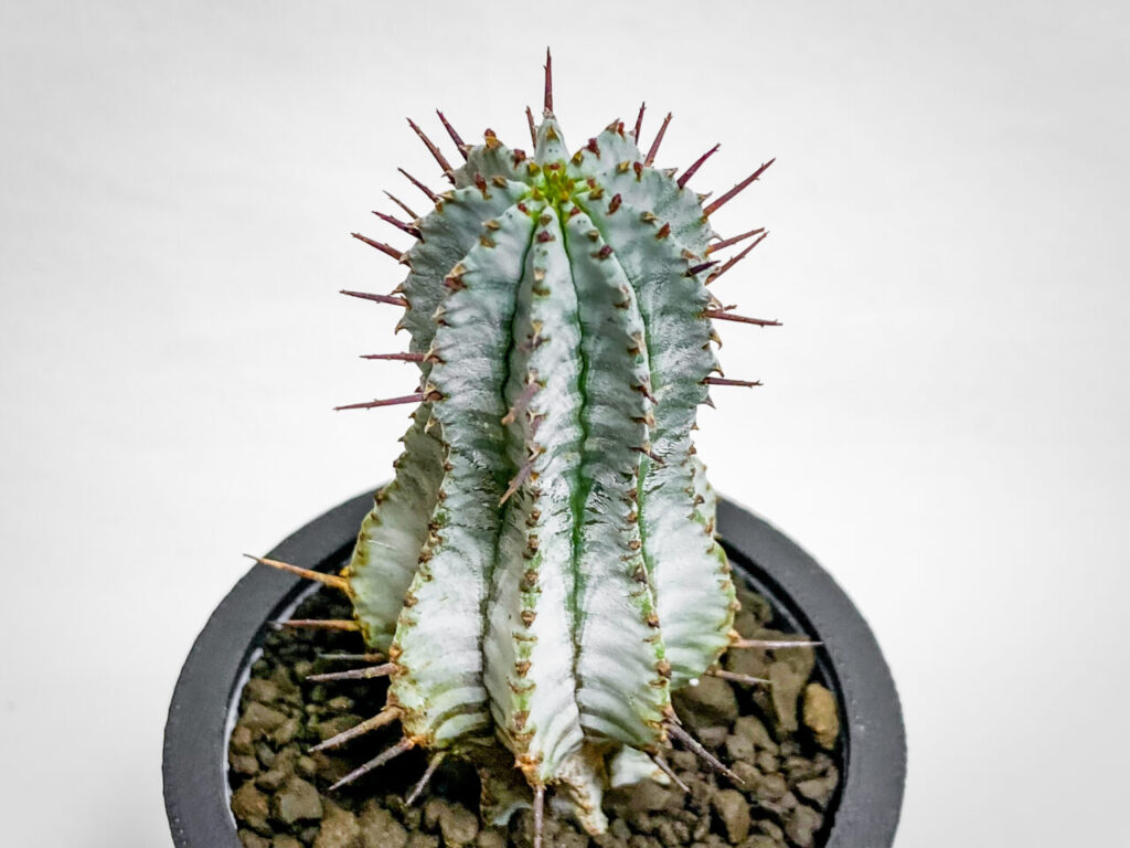 ユーフォルビア・ゼブラホリダ